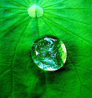 A drop of water on a leaf. The leaf is hydroph...
