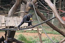 Tacugaman simpanssien suojelutila on osa Läntisen alueen niemimaan kansallispuistoa.