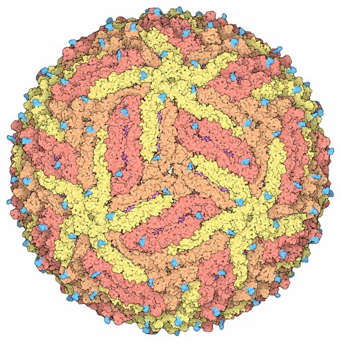 Représentation d'une capside de virus Zika[22] montrant les protéines de capside en jaune, orange et rouge-orangé pour mettre en évidence la symétrie icosaédrique. Les pointes couleur cyan sont des chaînes polyosidiques.