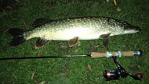 Fishing rod  WOW.com