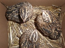 3 Japanese quails less than 1 year old.JPG