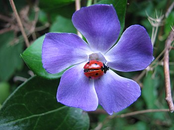 A Bishy Barney Bee - geograph.org.uk - 580529