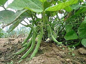 Green common beans on the plant.