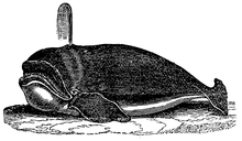 Fig. 5. De gewone Walvis