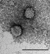 Jingmenvirus