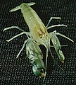 A yellowish shrimp, with one conspicuously large claw contrasting with its smaller pair.