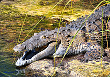 American crocodile found in Jamaica's Black River American Crocodile in Jamaica.jpg