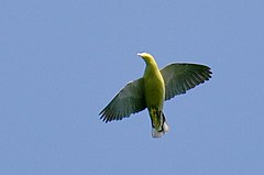 Description de l'image Andaman Green-pigeon flight.JPG.