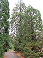 Séquoias géants de l'arboretum.