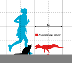 השוואה של Archaeoceratops לחתול