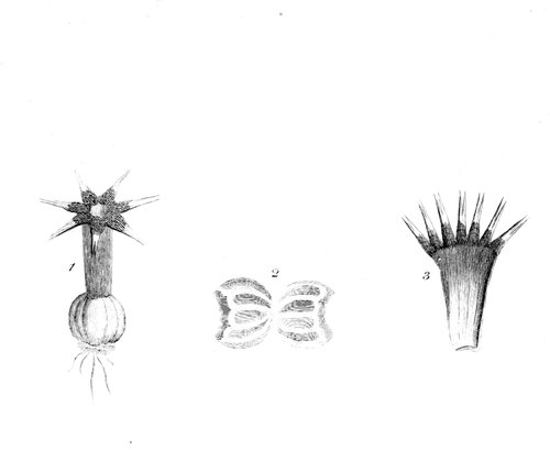 Botanical engraving of anemone-like fungus