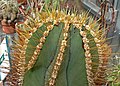 Astrophytum ornatum var. glabrescens