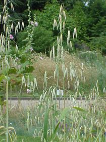 Vējauzas (Avena fatua)