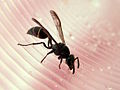 Wasp (eswiki featured)