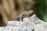 Big Bend canyon lizard (Sceloporus merriami annulatus) Brewster County, Texas, USA (10 April 2014)