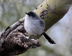 Ökenmyggsnappare (P. melanura)