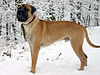 Bullmastiff Junghund 1 Jahr.jpg