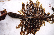 CSIRO ScienceImage 952 Undaria pinnatifida Japanese kelp.jpg