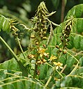 Miniatura para Caesalpinia bonduc