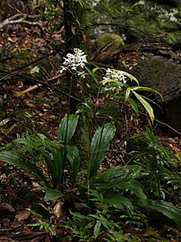 Habit near Binna Burra