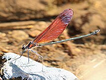 Calopteryx cornelia