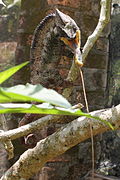 Wrattenkameleon (Furcifer verrucosus)