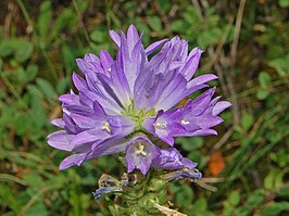 Campanula spicata