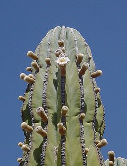 Pachycereus pringlei