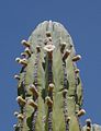 Pachycereus pringlei florido