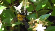 File:Carpenter bee on Abelia flowers.webm