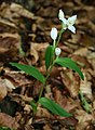 Weißes Waldvöglein (Cephalanthera damasonium)