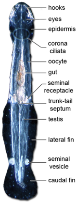 Anatomy of a chaetognath (Spadella cephaloptera) Chaetomorpho.png