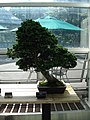 Chamaecyparis Obtusa bonsai. 
 JPG