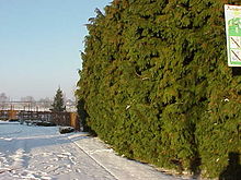 Chamaecyparis lawsoniana3.jpg