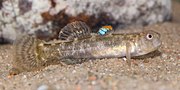 Miniatura per Chlamydogobius ranunculus