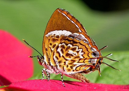 Ventral view