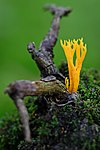 Gullhorn Calocera viscosa Dacrymycetaceae