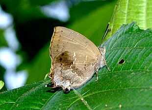 Ventral view (male)