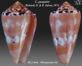 Conus gauguini