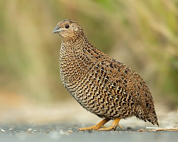 Brown quail