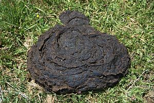 A cowpat - cow dung