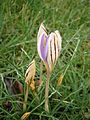 Crocus imperati 'De Jager' aufblühend