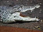 150px-Cuban_Crocodile_Image_003.jpg