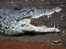 Kuubankrokotiili (Crocodylus rhombifer)