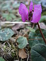 Cyclamen coum dark & fringed