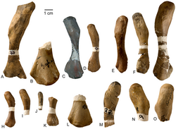 Cymatosaurus and pachypleurosaur humeri.png