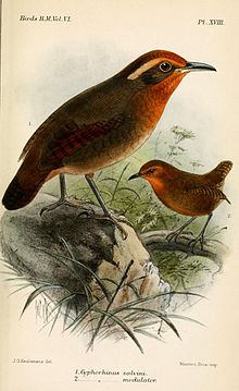 Ilustração de Keulemans, 1881