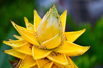 Wild Banana in Thailand Photographed by Trisorn Triboon