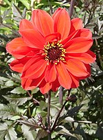 Joshua Pritchard Hughes had a Dahlia Dahlia 'Bishop of Llandaff' named for him in 1924 DahliaLlandaff.jpg