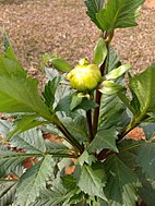 Dahlia flower buds 2.jpg